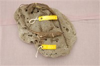 藏品(黃口攀蜥)的圖片